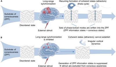 The Role of the Brain in Conscious Processes: A New Way of Looking at the Neural Correlates of Consciousness